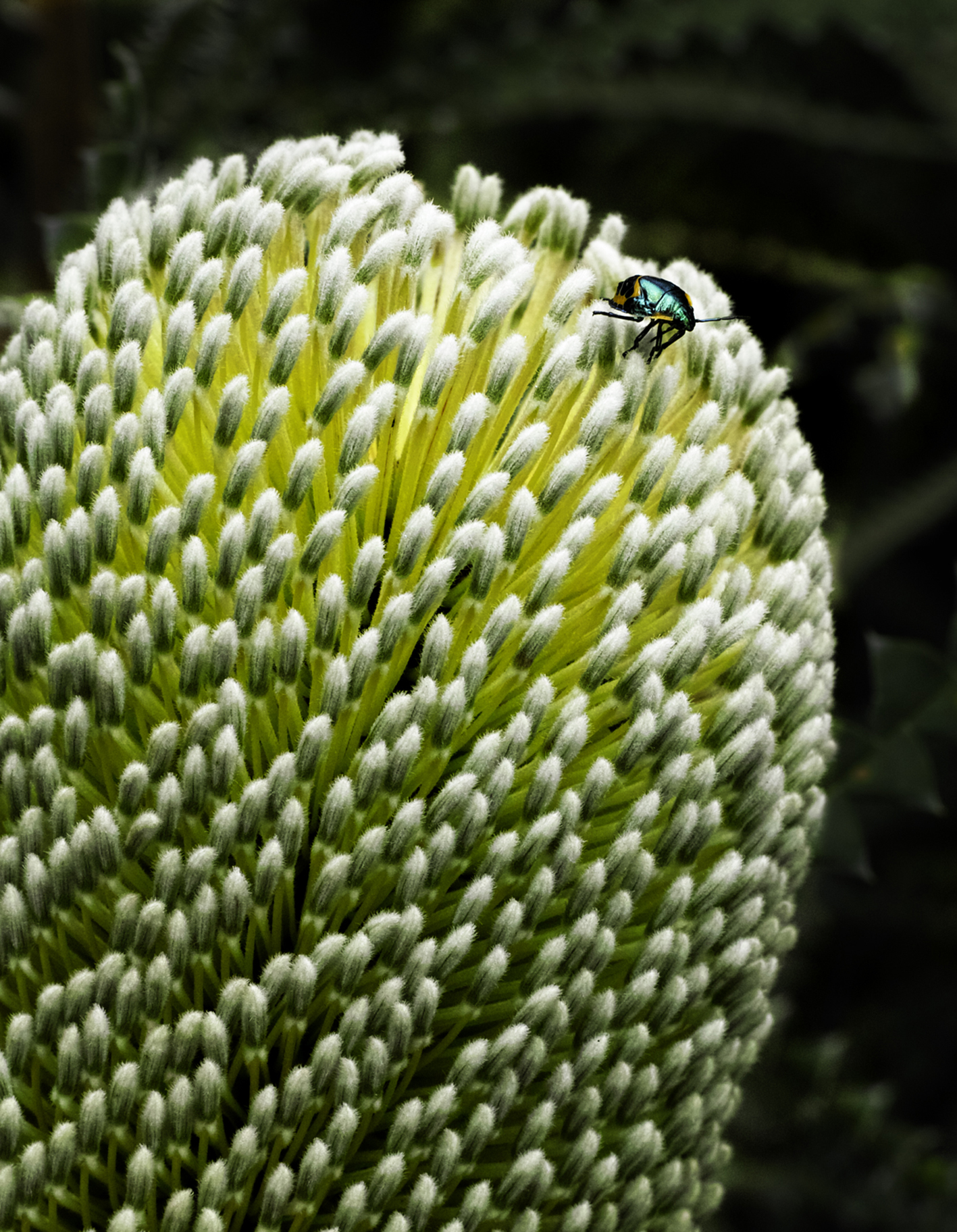 Banksia speciosa with Metallic Jewel Bug