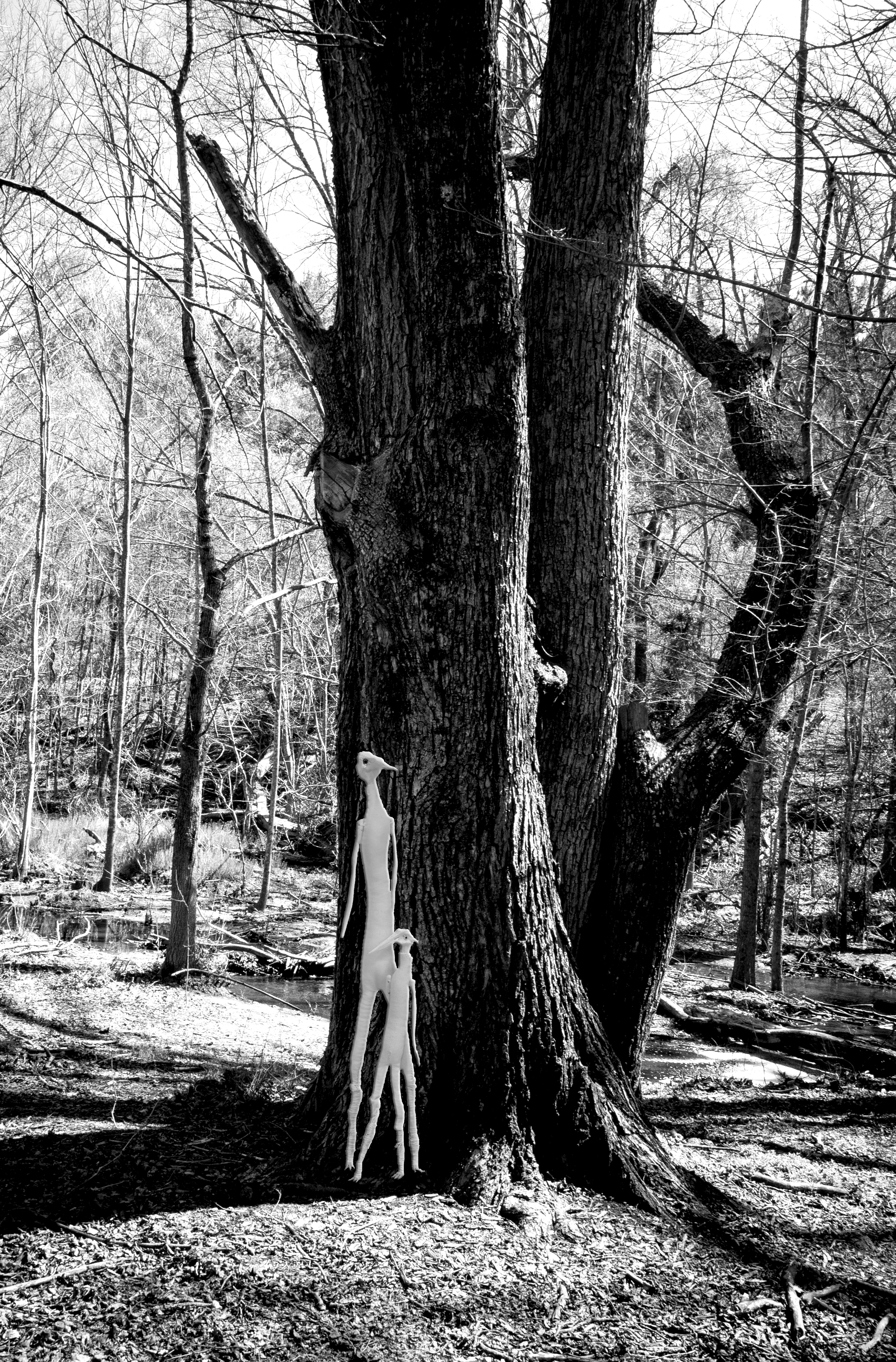 Forest Digital Print